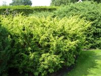 Rene Koot, foto gemaakt in kijktuin Klein Boskoop