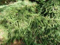 Rene Koot, foto gemaakt in kijktuin Klein Boskoop