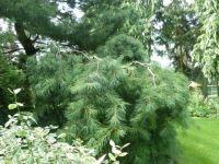 Rene Koot, foto gemaakt in kijktuin Klein Boskoop