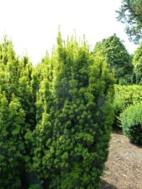 Rene Koot, foto gemaakt in kijktuin Klein Boskoop