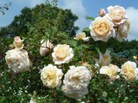 Rene Koot, foto gemaakt in kijktuin Klein Boskoop