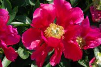 Rene Koot, foto gemaakt in Peony Showgarden