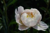 Rene Koot, foto gemaakt in Peony Showgarden