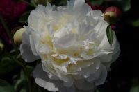 Rene Koot, foto gemaakt in Peony Showgarden