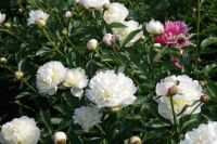 Rene Koot, foto gemaakt in Peony Showgarden