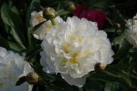 Rene Koot, foto gemaakt in Peony Showgarden