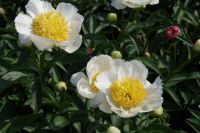 Rene Koot, foto gemaakt in Peony Showgarden