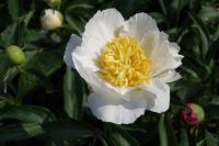 Rene Koot, foto gemaakt in Peony Showgarden