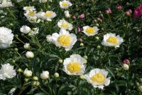 Rene Koot, foto gemaakt in Peony Showgarden