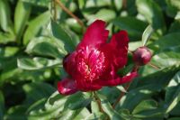 Rene Koot, foto gemaakt in Peony Showgarden