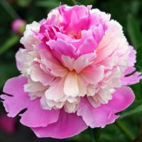 Warmerdam Paeonia