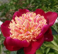 Warmerdam Paeonia