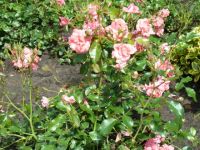 Rene Koot, foto gemaakt in kijktuin Klein Boskoop