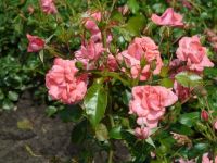 Rene Koot, foto gemaakt in kijktuin Klein Boskoop