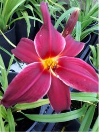 Hemerocallis