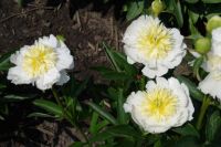 Rene Koot, foto gemaakt in Peony Showgarden