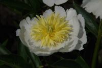 Rene Koot, foto gemaakt in Peony Showgarden