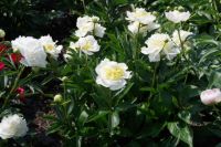 Rene Koot, foto gemaakt in Peony Showgarden