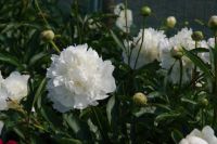 Rene Koot, foto gemaakt in Peony Showgarden