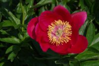 Rene Koot, foto gemaakt in Peony Showgarden