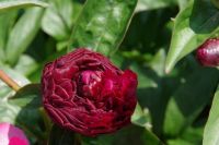 Rene Koot, foto gemaakt in Peony Showgarden