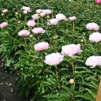 Warmerdam Paeonia