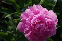 Rene Koot, foto gemaakt in Peony Showgarden