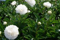 Rene Koot, foto gemaakt in Peony Showgarden