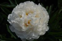 Rene Koot, foto gemaakt in Peony Showgarden