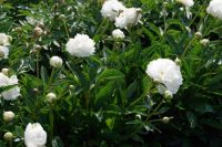 Rene Koot, foto gemaakt in Peony Showgarden