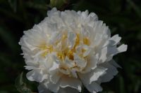 Rene Koot, foto gemaakt in Peony Showgarden