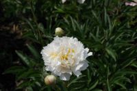 Rene Koot, foto gemaakt in Peony Showgarden