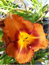 Hemerocallis