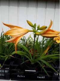 Hemerocallis