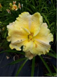 Hemerocallis