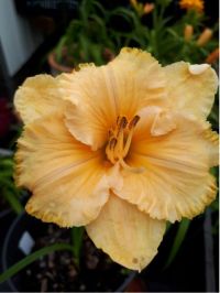 Hemerocallis