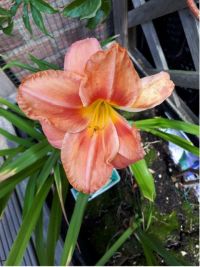 Hemerocallis