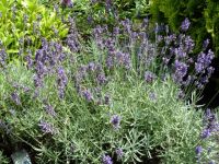 Rene Koot, foto gemaakt in kijktuin Klein Boskoop