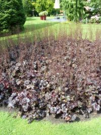 Rene Koot, foto gemaakt in kijktuin Klein Boskoop