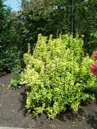 Rene Koot, foto gemaakt in kijktuin Klein Boskoop