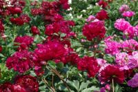 Rene Koot, foto gemaakt in Peony Showgarden