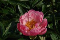 Rene Koot, foto gemaakt in Peony Showgarden