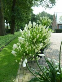 Rene Koot, foto gemaakt in kijktuin Klein Boskoop