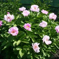 Warmerdam Paeonia