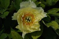 Rene Koot, foto gemaakt in Peony Showgarden