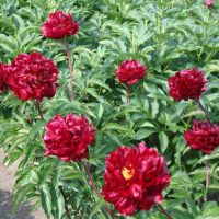 Warmerdam Paeonia