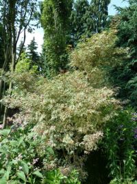 Rene Koot, foto gemaakt in kijktuin Klein Boskoop