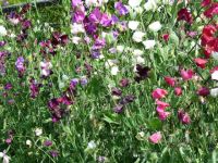 Rene Koot, foto gemaakt in kijktuin Klein Boskoop