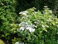 Rene Koot, foto gemaakt in kijktuin Klein Boskoop