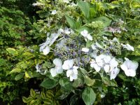 Rene Koot, foto gemaakt in kijktuin Klein Boskoop